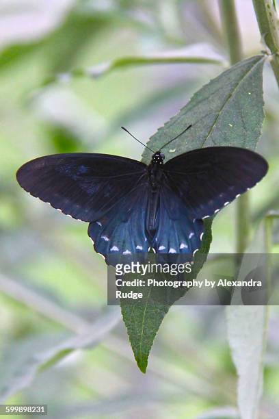 pipevine swallowtail - pipevine swallowtail butterfly stock pictures, royalty-free photos & images