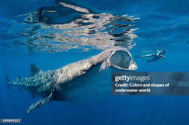 whale shark feeding itself in isla mujeres - walvishaai stockfoto's en -beelden