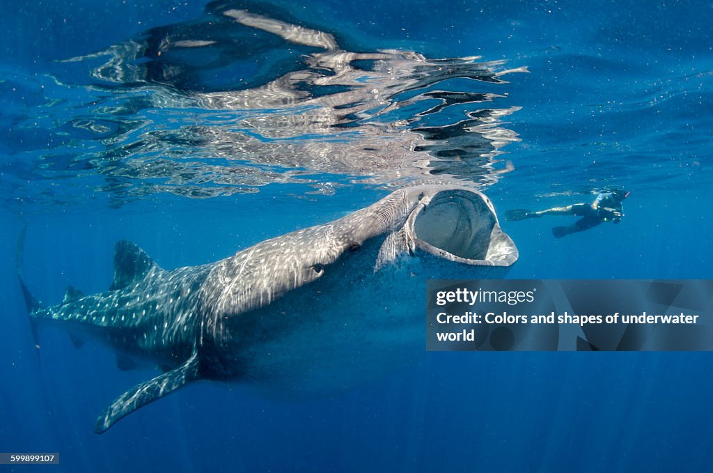 Whale shark feeding itself in Isla Mujeres