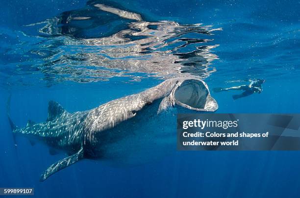 whale shark feeding itself in isla mujeres - whale shark 個照片及圖片檔