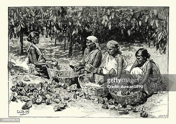 women harvesting and sroting cocoa, 1894 - cacao organization stock illustrations