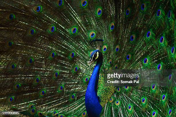dancing peacock - peacock stock pictures, royalty-free photos & images