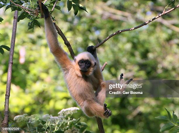 yellow cheeked gibbon swinger - gibbon stock pictures, royalty-free photos & images