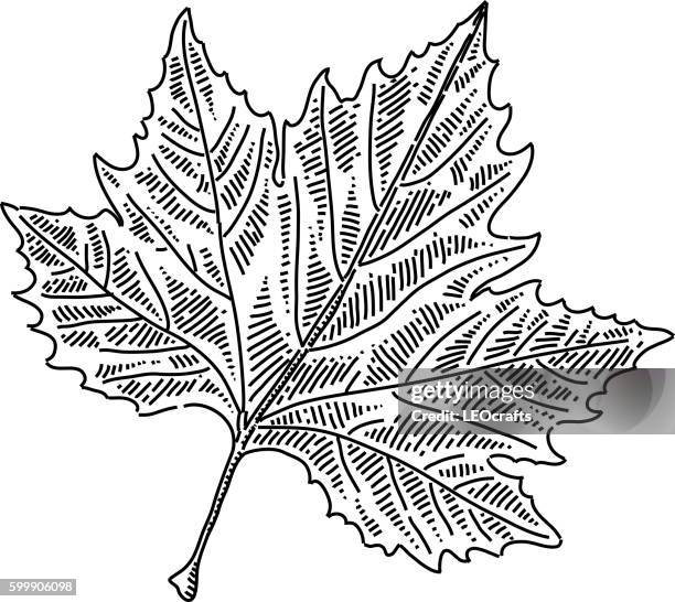 maple leaf drawing - maple leaf stock illustrations