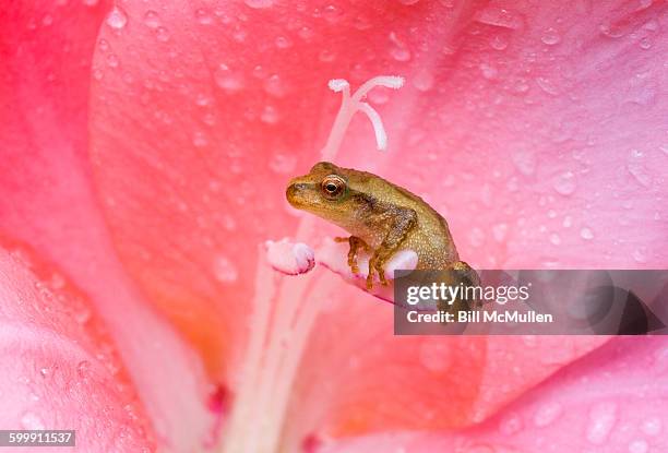 Spring Peerpers Spring Peeper Photos and Premium High Res Pictures - Getty Images