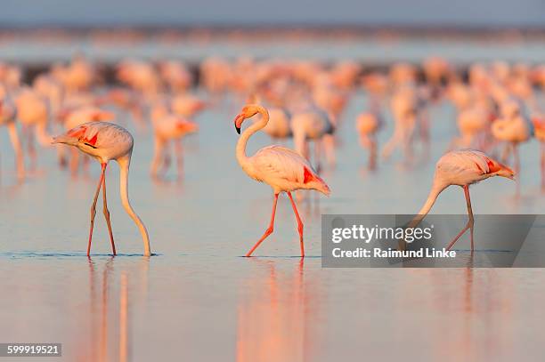 european flamingo, phoenicopterus roseus - flamingo stock-fotos und bilder