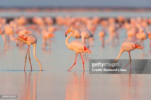 european flamingo, phoenicopterus roseus - flamingos fotografías e imágenes de stock