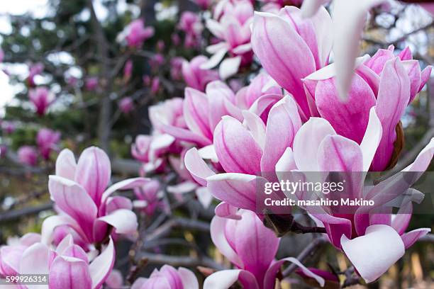 purple magnolia flowers - tulpenbaum stock-fotos und bilder