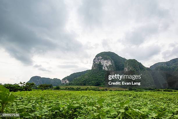 valle de vinales, cuba - viñales vallei stockfoto's en -beelden