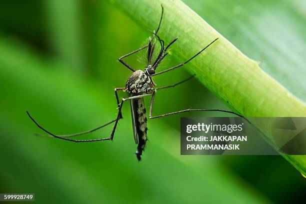 mosquito - mug stockfoto's en -beelden