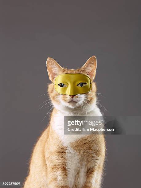 portrait of a cat wearing a mask - halstock stock pictures, royalty-free photos & images