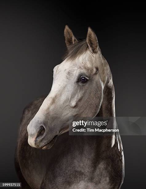 portrait of a horse - halstock stock-fotos und bilder