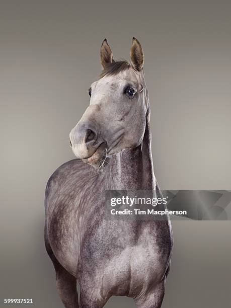 portrait of a horse - cheval de face photos et images de collection