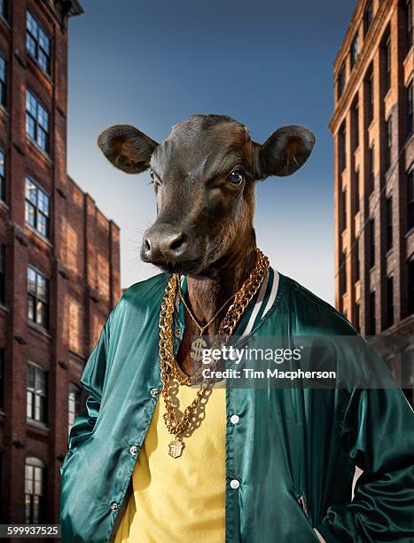 portrait of bull dressed as hip hop king - 金鍊 個照片及圖片檔