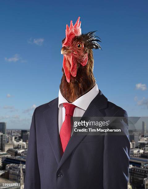 portrait of a cockeral dressed as a businessman - roter anzug stock-fotos und bilder