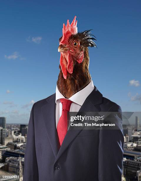 725 Funny Rooster Photos and Premium High Res Pictures - Getty Images 725 Funny Rooster Photos and Premium High Res Pictures - Getty Images