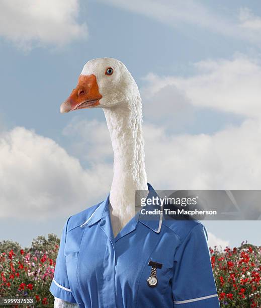 portrait of a goose dressed as a nurse - oie oiseau des rivières photos et images de collection