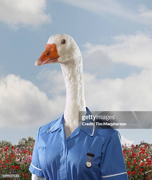 portrait of a goose dressed as a nurse - goose bird stock pictures, royalty-free photos & images