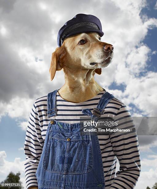 portrait of a dog dressed as an artist - halstock stock pictures, royalty-free photos & images