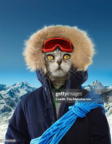 portrait of a cat dressed as an explorer - image manipulation ストックフォトと画像