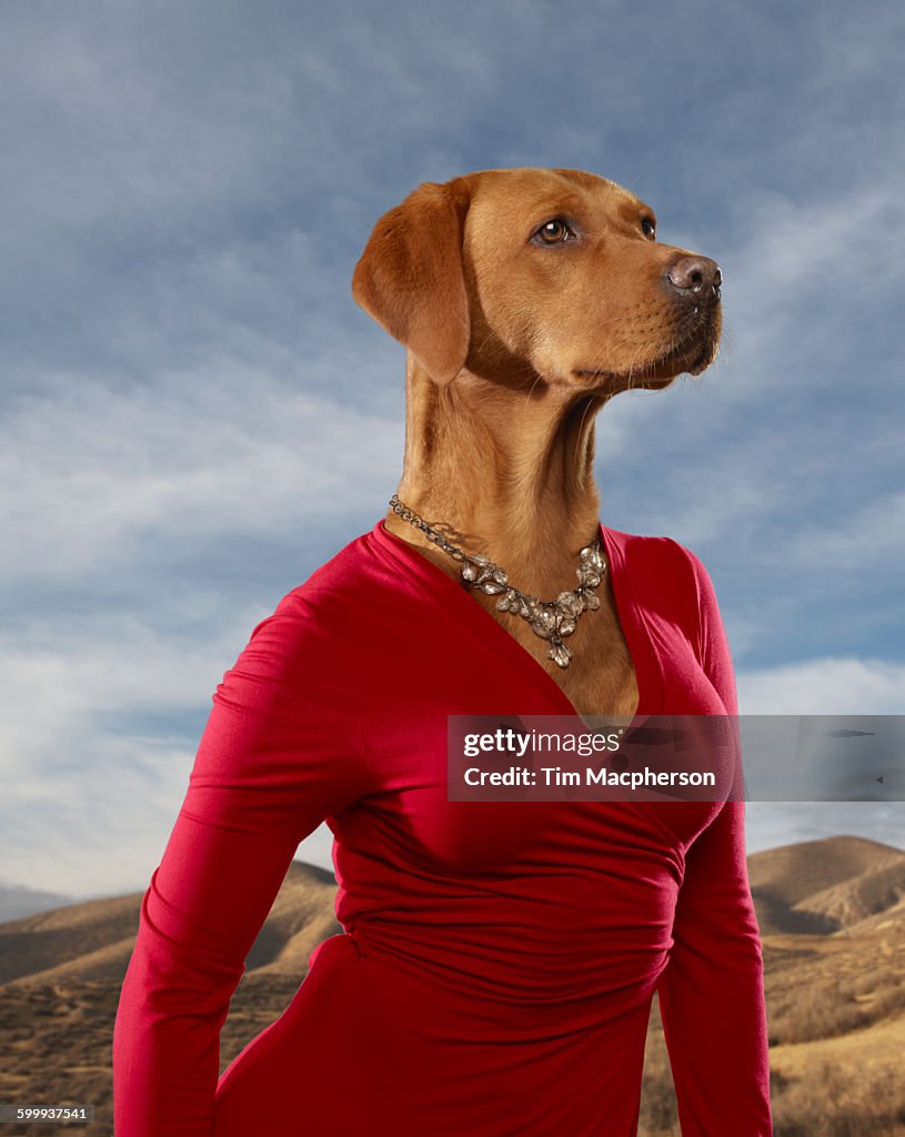 Portrait of a dog dressed as a Vixen