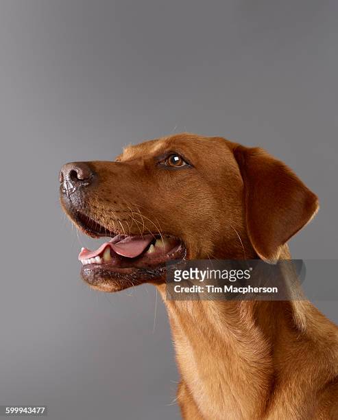 dog with its mouth open - halstock stock-fotos und bilder