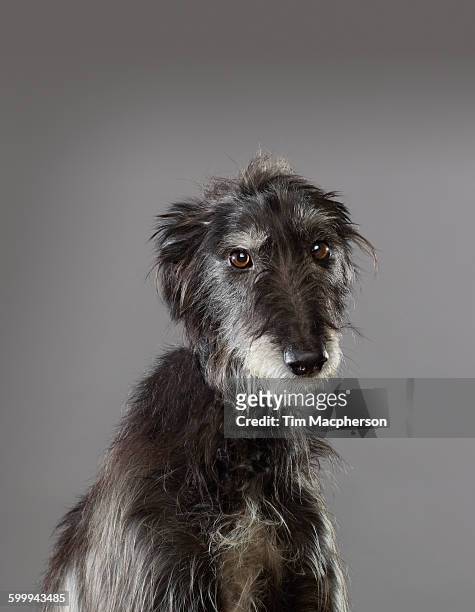 portrait of a dog - halstock stock-fotos und bilder