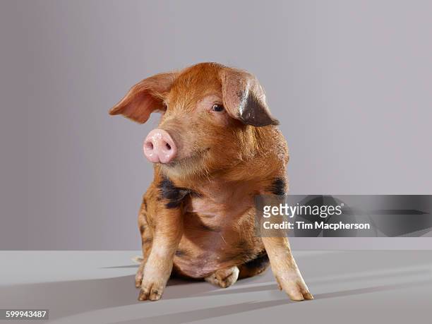 portrait of a pig - halstock stock-fotos und bilder