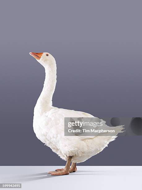 portrait of a goose - gås bildbanksfoton och bilder