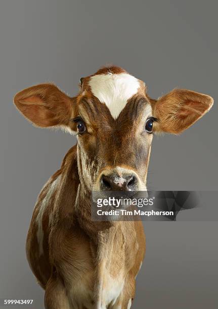 portrait of a young bull - calf stock pictures, royalty-free photos & images