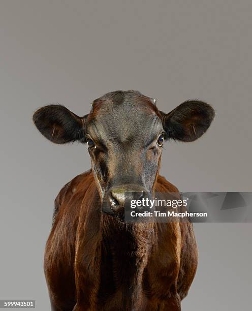 portrait of a young bull - calf stock pictures, royalty-free photos & images