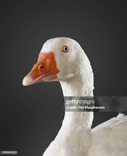 portrait of a goose - halstock stock pictures, royalty-free photos & images