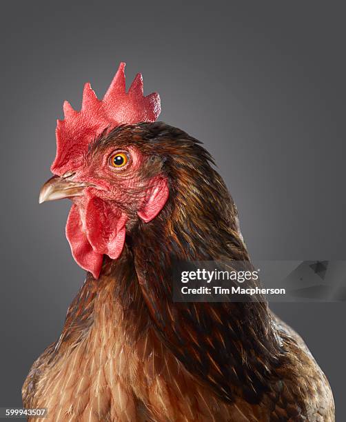 portrait of a hen - brown bird stock pictures, royalty-free photos & images