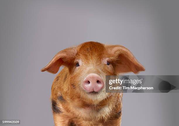 portrait of a pig - halstock stock-fotos und bilder