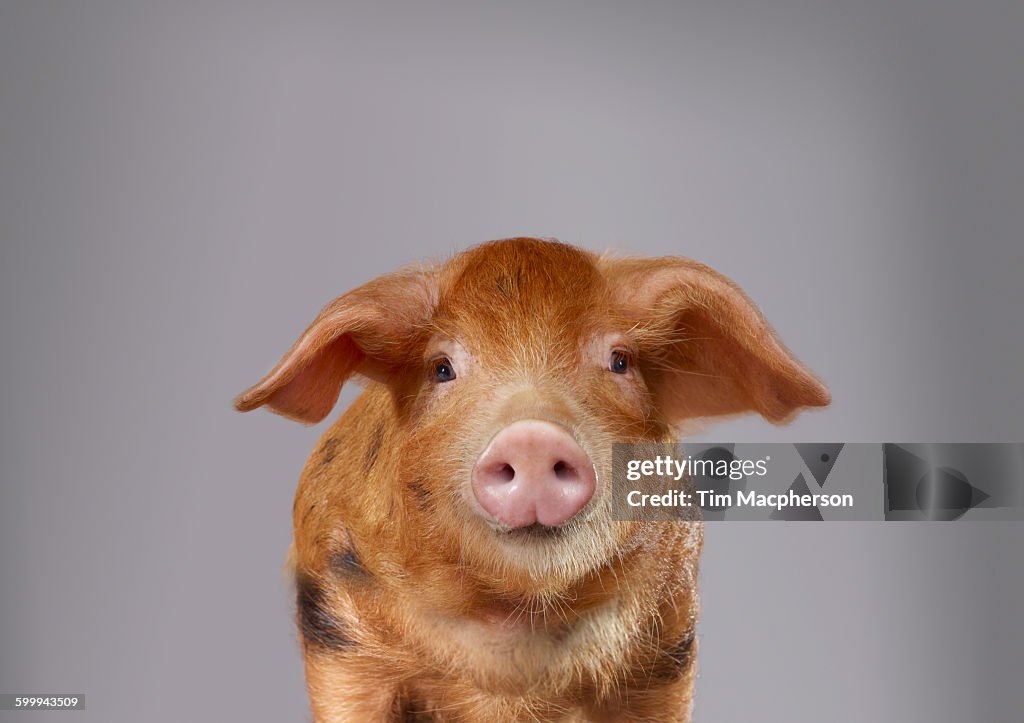 Portrait of a pig