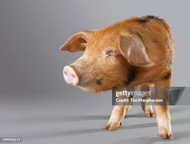 portrait of a pig with eye closed - halstock stock-fotos und bilder