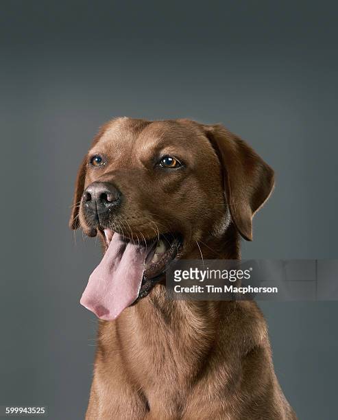 portrait of a dog panting - halstock stock pictures, royalty-free photos & images