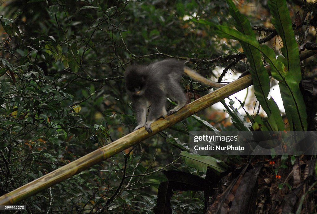 Java Wild Animals A Primates Surili Java age of three years out into the wild in the ...
