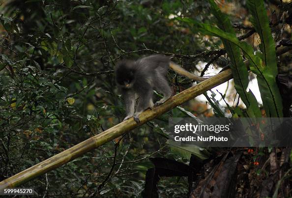 Java Surili A Primates Surili Java age of three years out into the wild in the ...