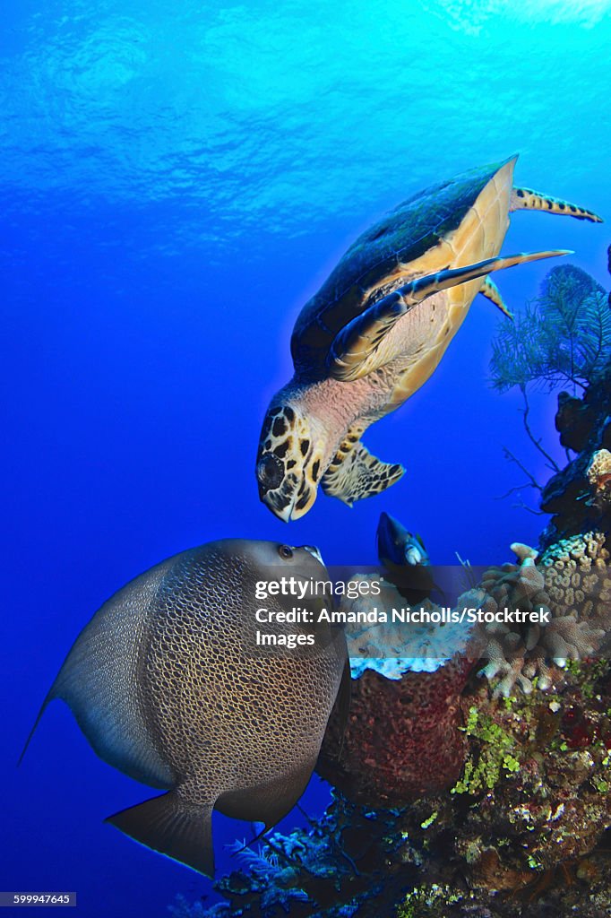 Hawksbill sea turtle and gray angelfish share a special moment, Castle Wall, Grand Cayman.