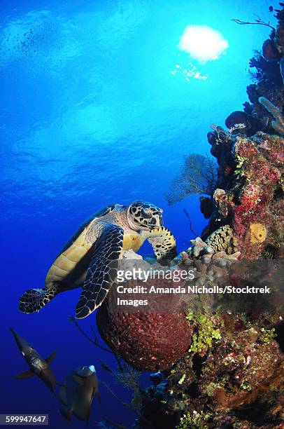 hawksbill sea turtle and gray angelfish by coral reef, uss kittiwake, grand cayman. - gray angelfish stockfoto's en -beelden