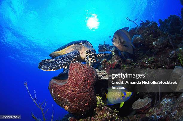 hawksbill sea turtle eating, castle wall, grand cayman. - gray angelfish stockfoto's en -beelden