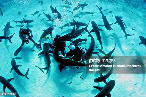 feeding frenzy of caribbean reef sharks at shark arena, nassau, the bahamas. - new providence - fotografias e filmes do acervo