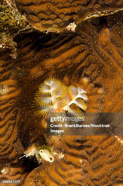 extreme close-up of a christmas tree worm, curacao. - spicule stock pictures, royalty-free photos & images