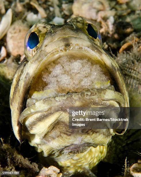 a male jawfish with a brood of incubating eggs in his mouth, west palm beach, florida. - blenny stock pictures, royalty-free photos & images