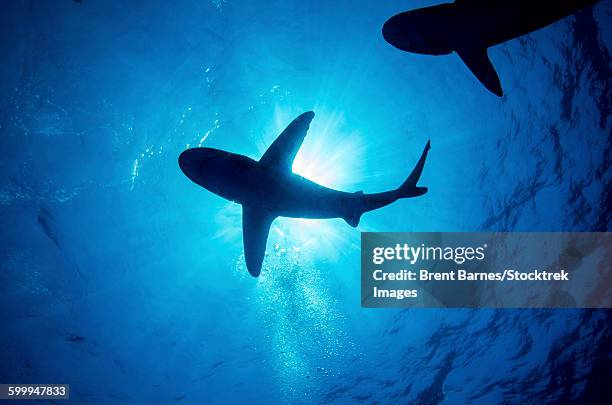 silhouette of an oceanic whitetip shark with rays of light shining through, cat island, bahamas. - oceanic white tip shark stock pictures, royalty-free photos & images