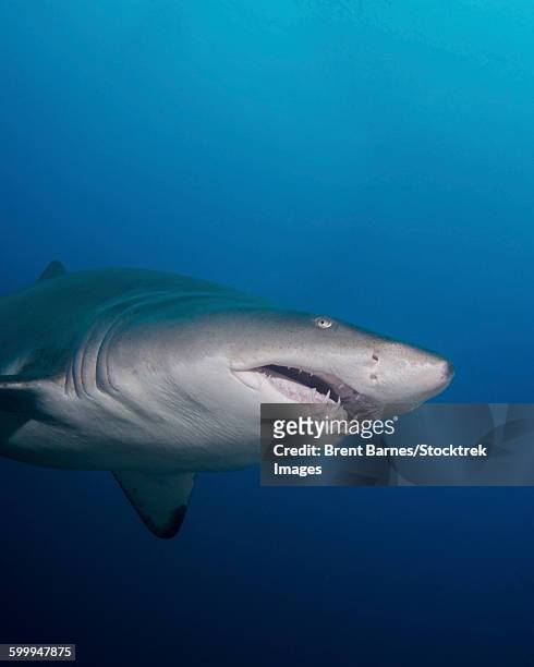 close-up of a sand tiger shark off the coast of north carolina. - sand tiger shark stock pictures, royalty-free photos & images