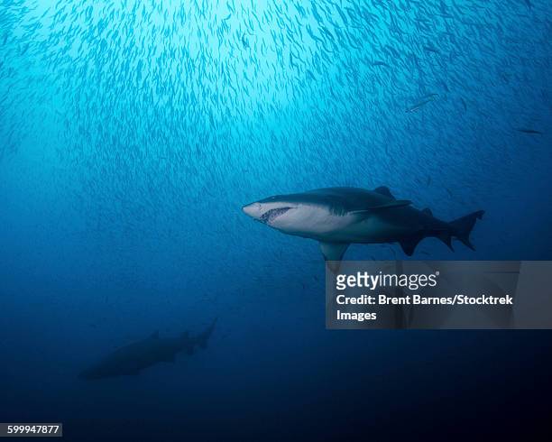 a sand tiger shark and school of cigar minnows off the coast of north carolina. - sand tiger shark stock pictures, royalty-free photos & images