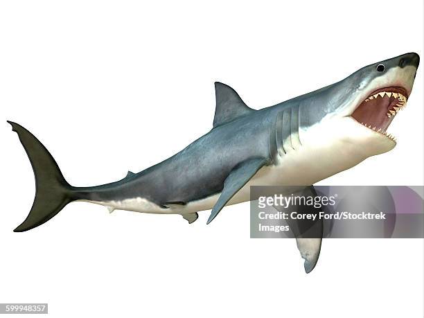 great white shark - mouth open stock illustrations