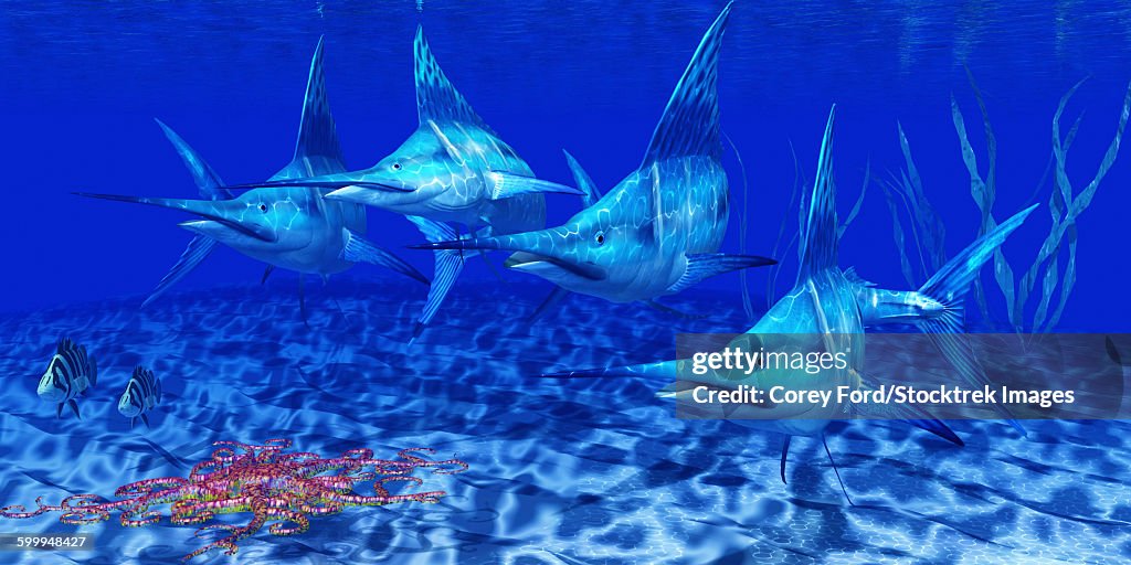 A group of Blue Marlin with two Siamese Tigerfish anda basket star.